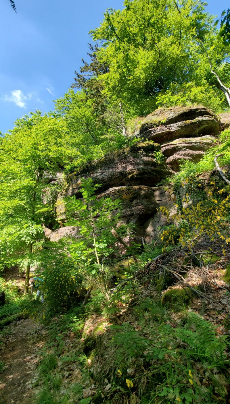 Boucle de l'étang de Ramsthal au bois des Chênes - Saverne