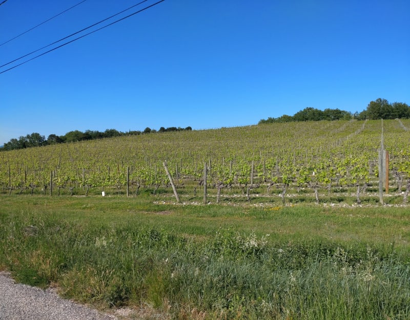 Entre vignes et lavandes à Allan - Allan