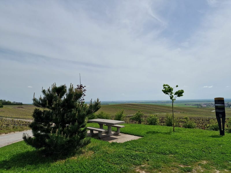 Du Bouzy au champagne en passant par Ambonnay - Bouzy