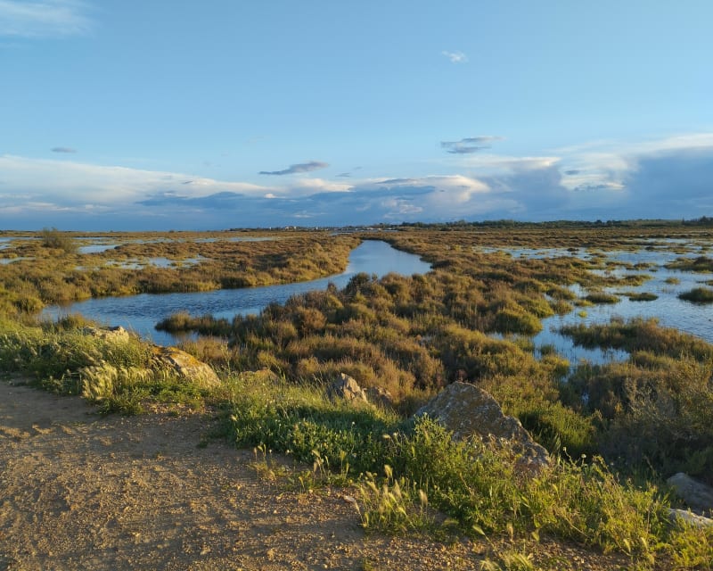 Dans les marais salants de Portiragnes-Plage - Portiragnes