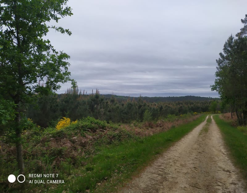 La forêt autour de Boscamnant - Boscamnant
