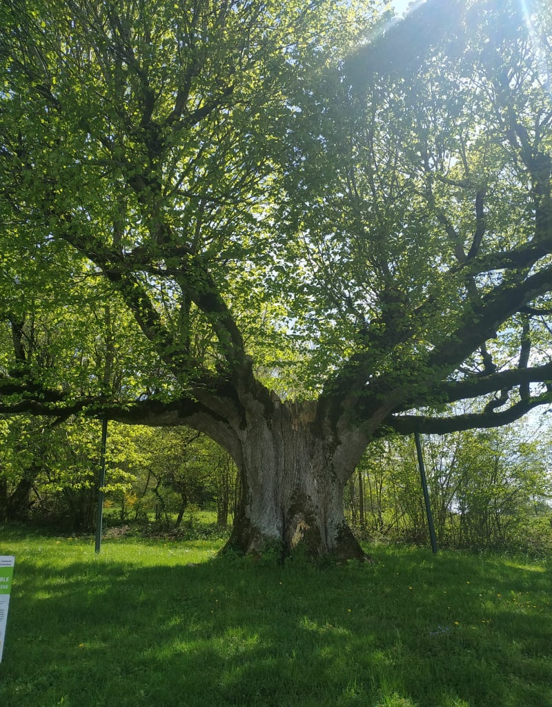 De site van Lespinasse - Pulvérières