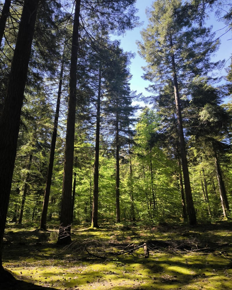 Foret de Bercé - Jupilles
