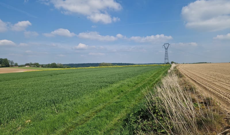 Balade dans le Bois de Franqueville - Ribeaucourt