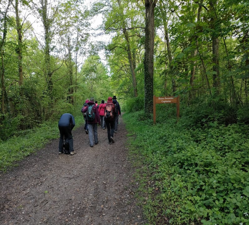 Forêt de L'Isle-Adam - L'Isle-Adam