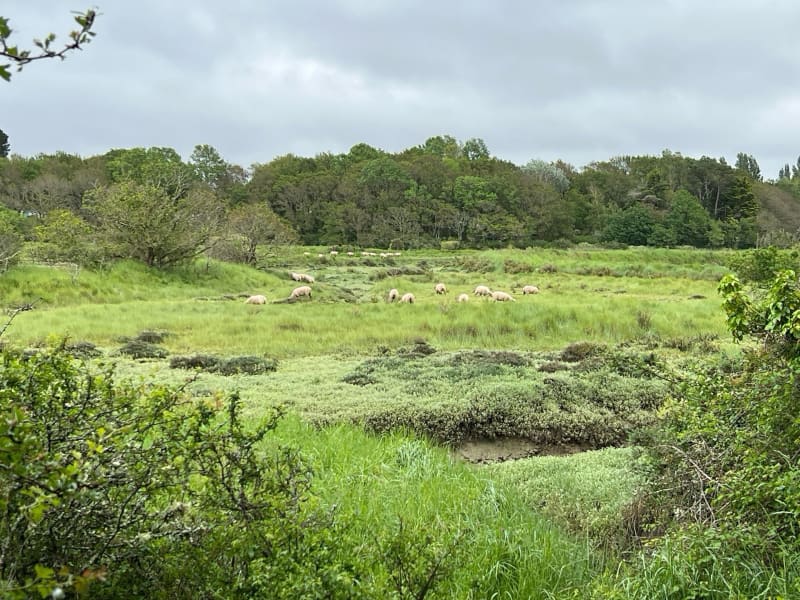 Le Marais de Quimiac - Mesquer