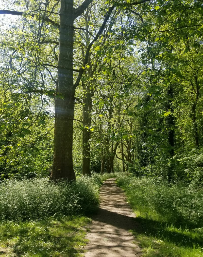 Randonnée à travers forêts et champs depuis Malesherbes - Le Malesherbois