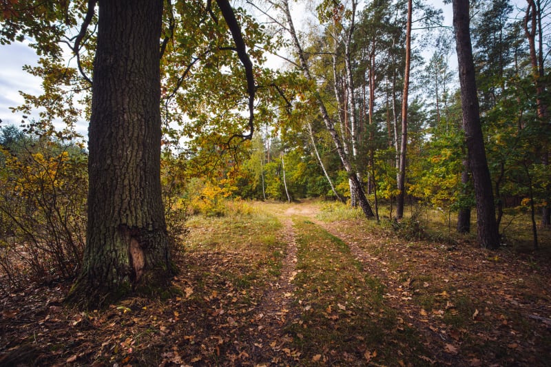 Kampinoski Park Narodowy: trasa przez Puszczę Kampinoską - Warszawa