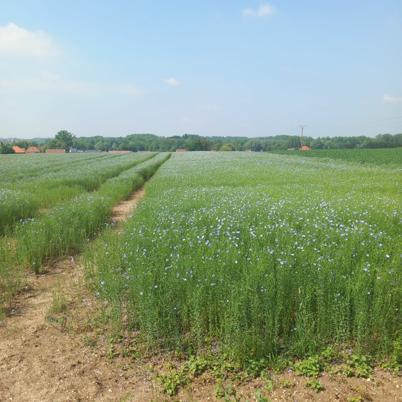 À travers les marais de Pelves - Pelves