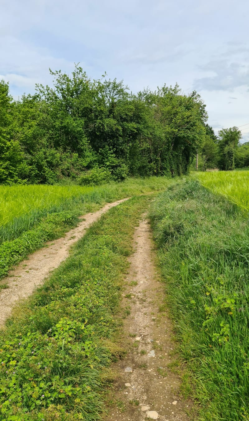 Balade autour de l'étang de Save - Arandon-Passins
