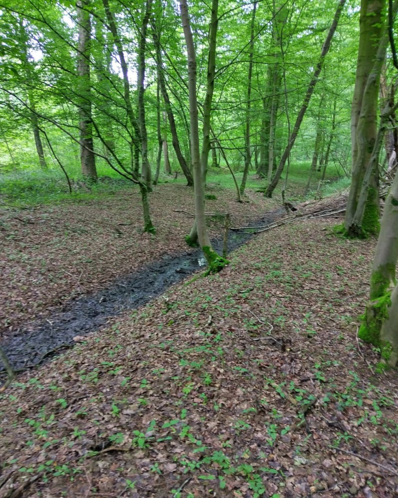 Rando dans la forêt de Phalempin - Phalempin