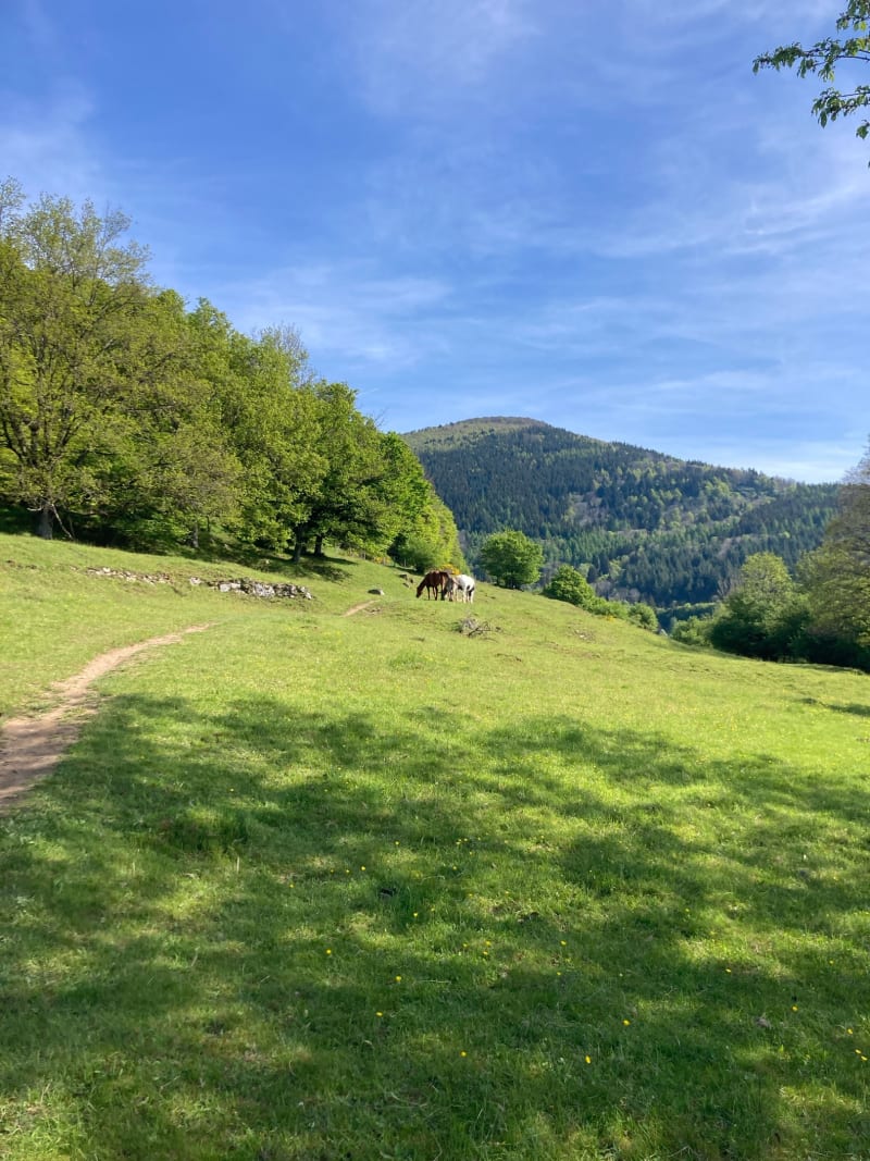 Balade à l'Abri du Faucon Crécerelle - Geishouse