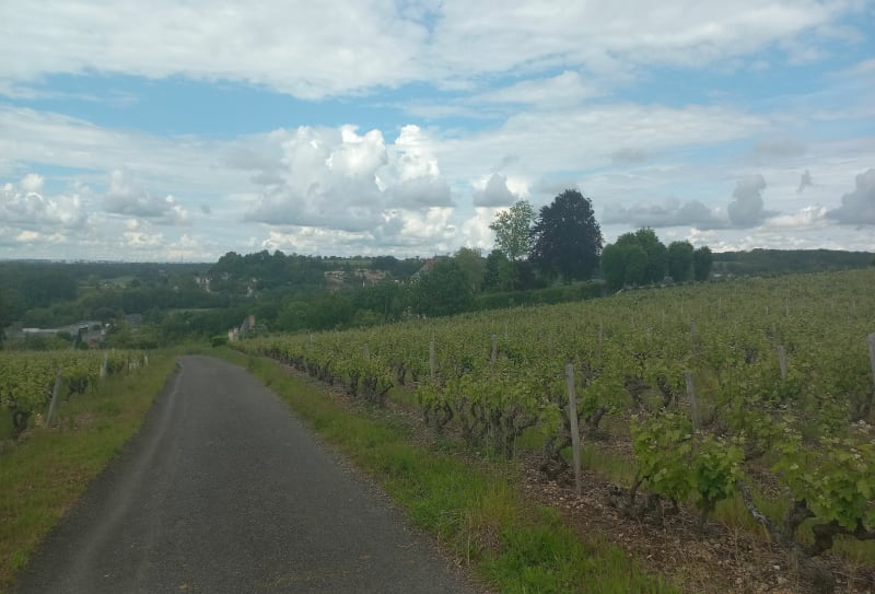 Balade dans les vignes de Vernou-sur-Brenne - Vernou-sur-Brenne