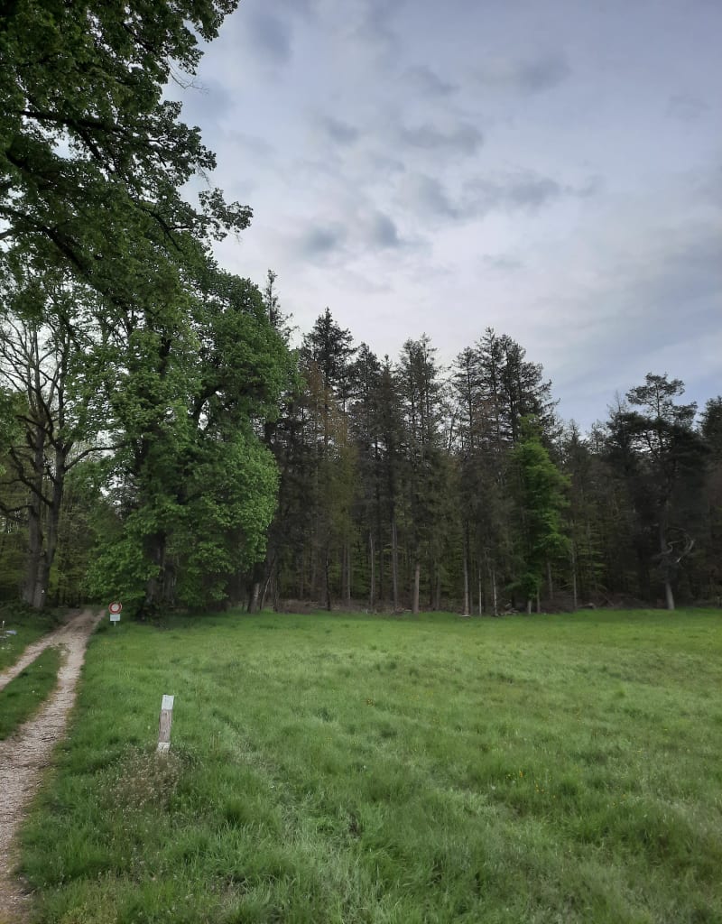Rando verte en forêt depuis Wimmenau - Wimmenau