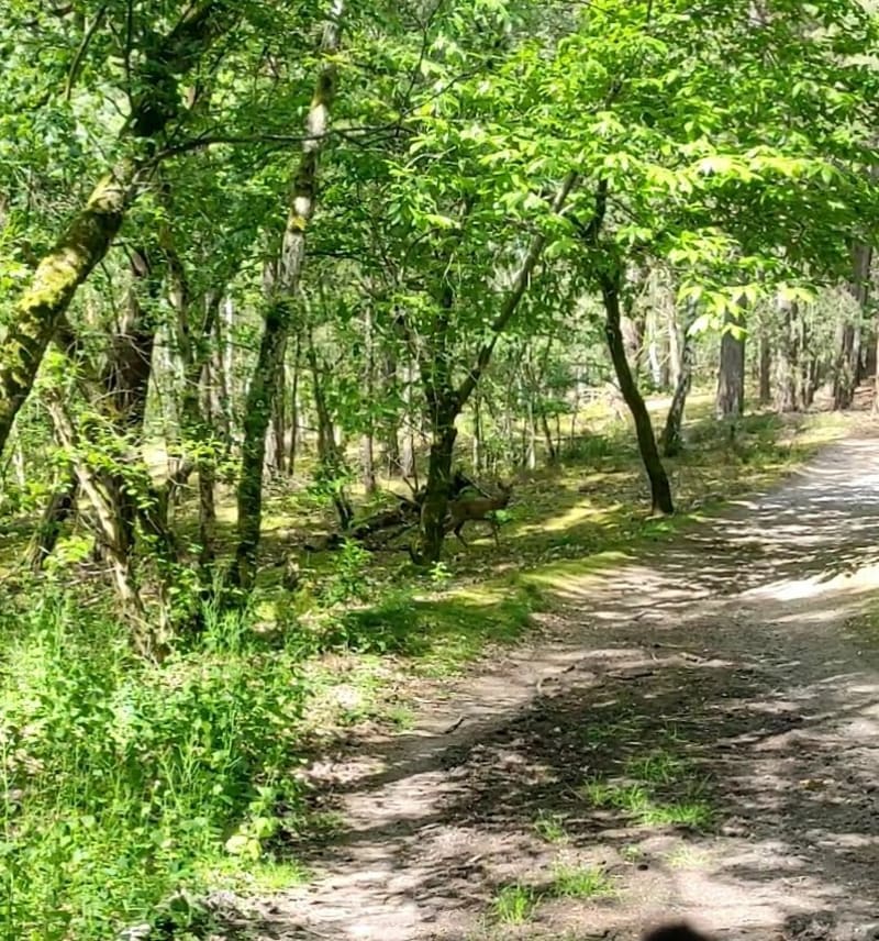 Boucle en forêt de Saint-Yon - Boissy-sous-Saint-Yon