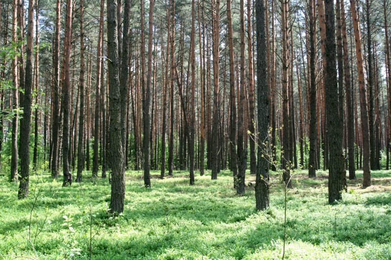 Poleski Park Narodowy – ścieżki przyrodnicze przy jeziorze - Stare Załucze