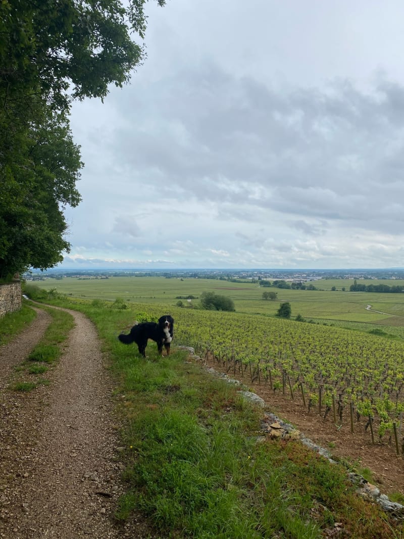 Entre vignes et forêt à Savigny-lès-Beaune - Savigny-lès-Beaune