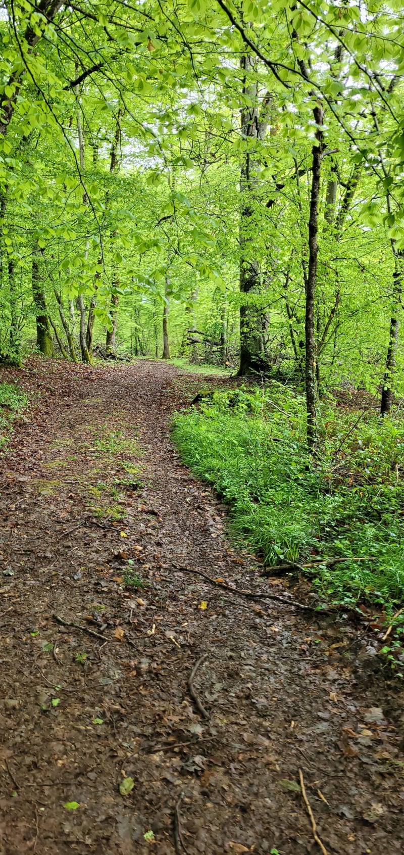 Chemins et forêts autour de Changy - Changy