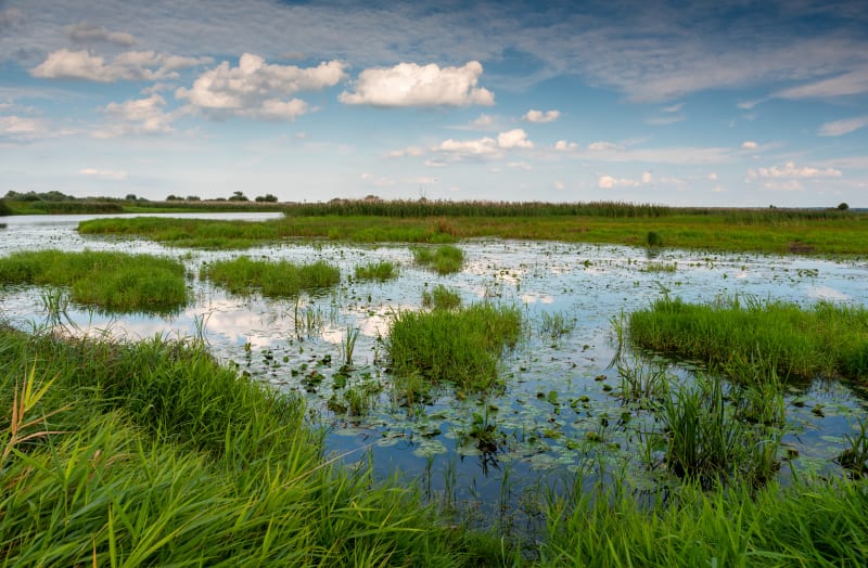 Park Narodowy Ujście Warty: szlak przez Polder Północny - Kostrzyn nad Odrą