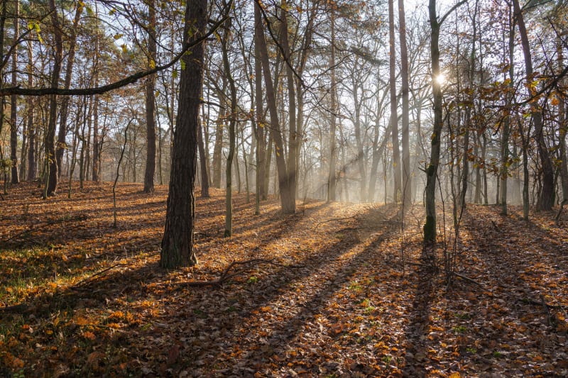 Kampinoski Park Narodowy: idealna trasa na weekend z Roztoki - Roztoka