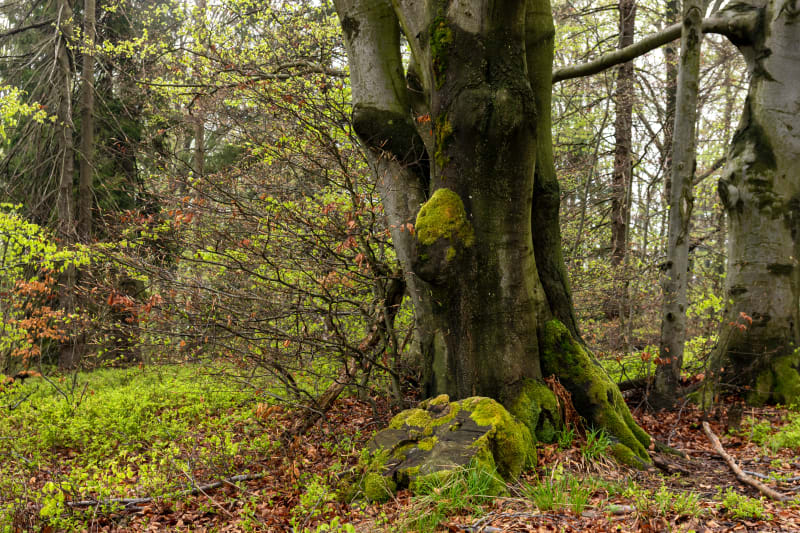 Górski Park Równica: rodzinne atrakcje i piękne widoki - Ustroń