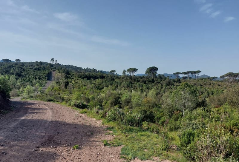 Forêt dominicale de la colle du Rouet - Le Muy
