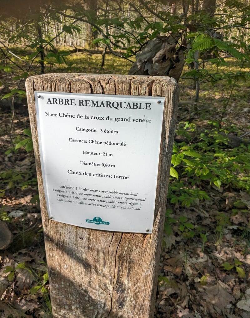 Balade avec chien à Rambouillet - Clairefontaine-en-Yvelines
