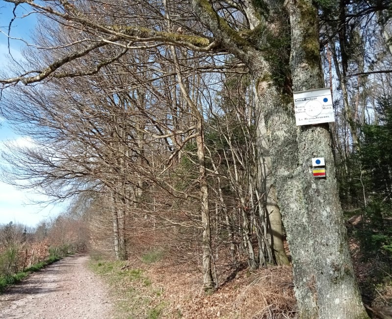 Source Marie et source du Durbion - Lépanges-sur-Vologne