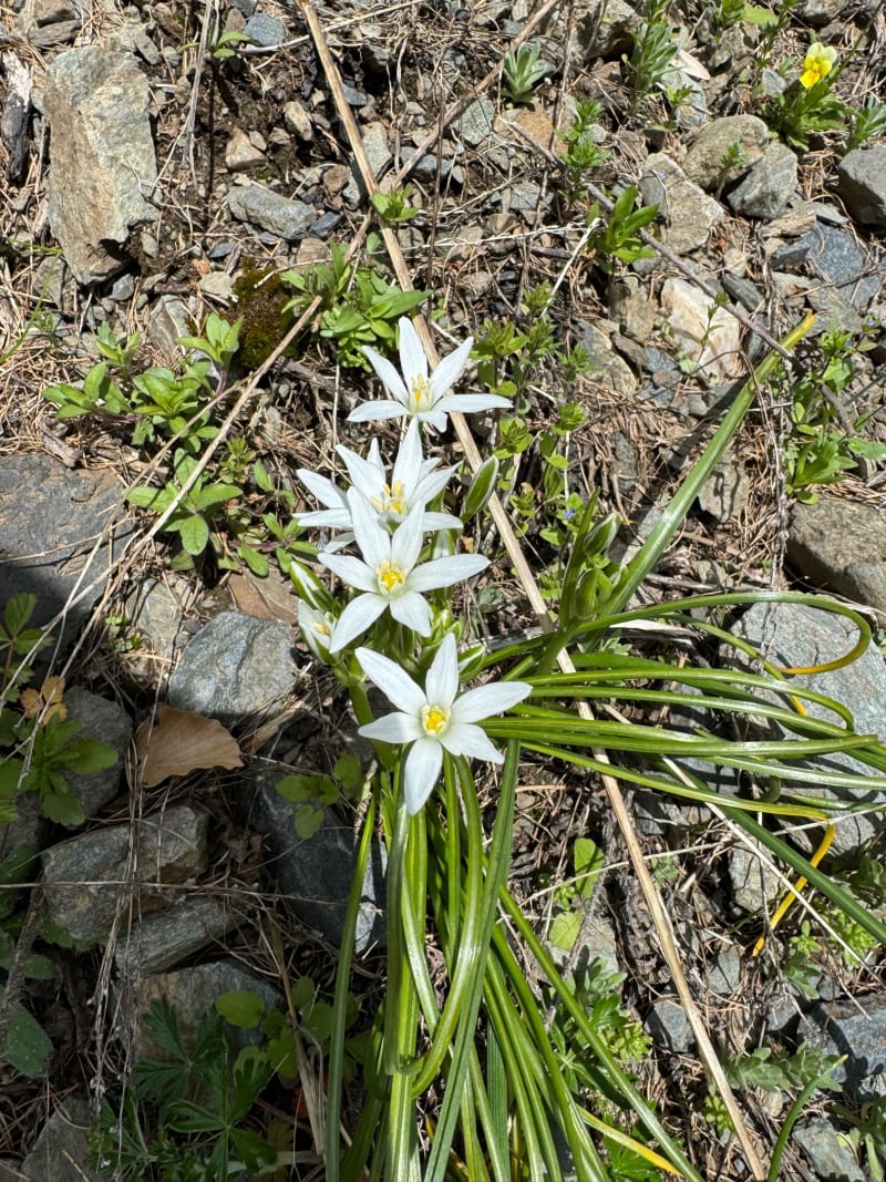 Wandeling in de Ecrins van Molines naar Champsaur - La Motte-en-Champsaur