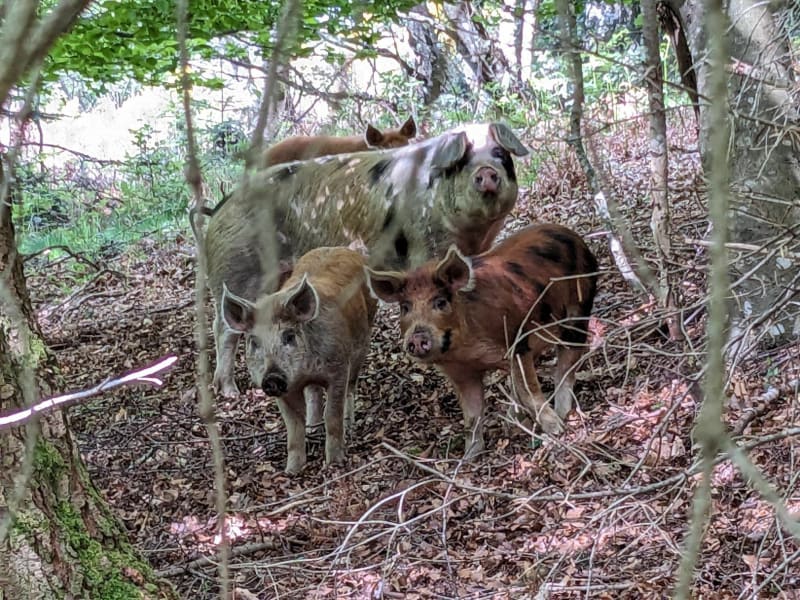Randonnée "sauvage" proche de Montselgues - Montselgues