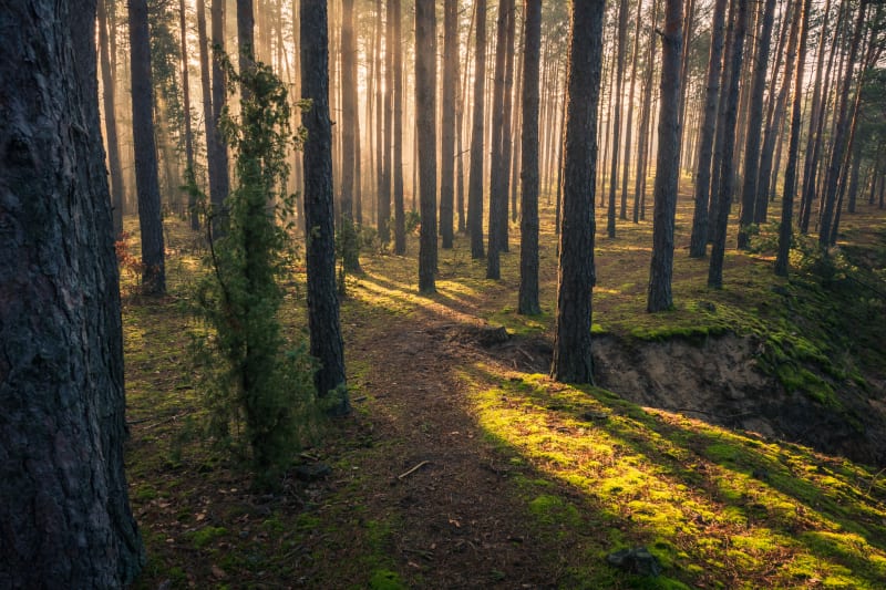 Chojnowski Park Krajobrazowy – zaciszne miejsce w sąsiedztwie stolicy - Zalesie Górne