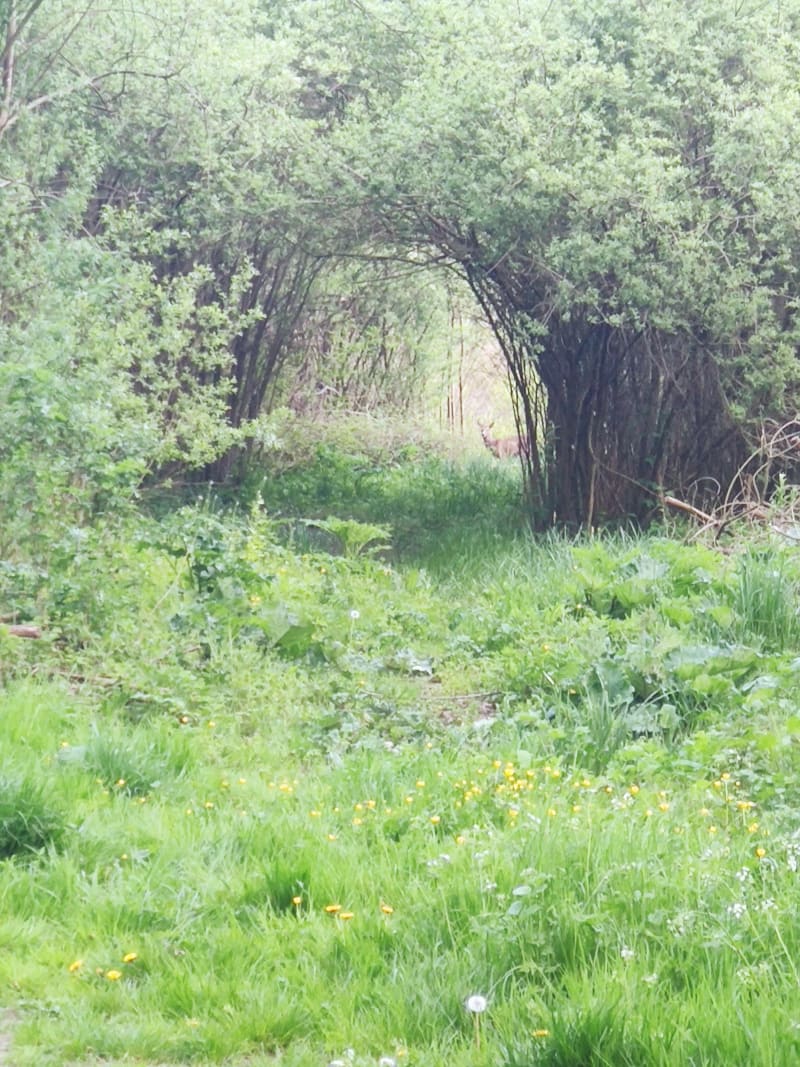 Balade en forêt de Catenoy - Nointel - Catenoy