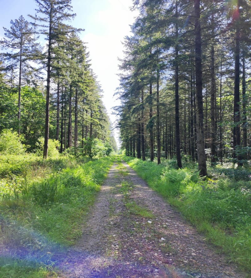 Balade en Forêt de Giverzat - Deneuille-lès-Chantelle
