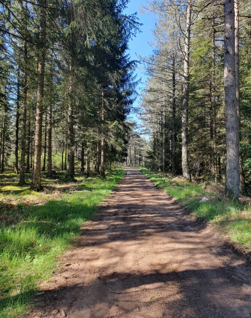 Het lelietje-van-dalen van Palanges in het bos van Montrozier - Montrozier