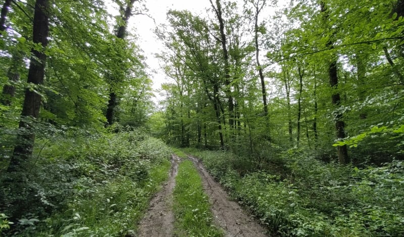 Forêt domaniale de la Ferté - Saint-Ambreuil