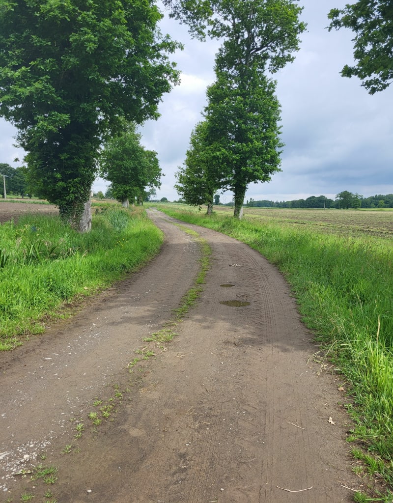 Dans la campagne de Lanhelin - Mesnil-Roc'h