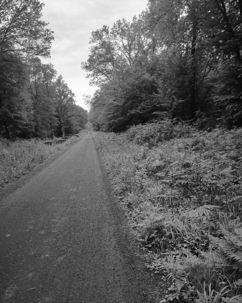 Marche en forêt autour de Preux-au-Bois - Preux-au-Bois