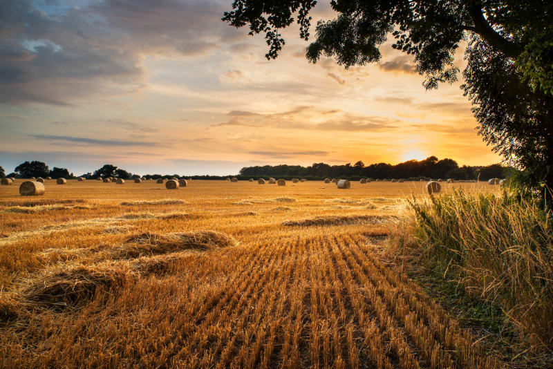Entre bois et prairies autour de Savigny-Lévescault - Savigny-Lévescault