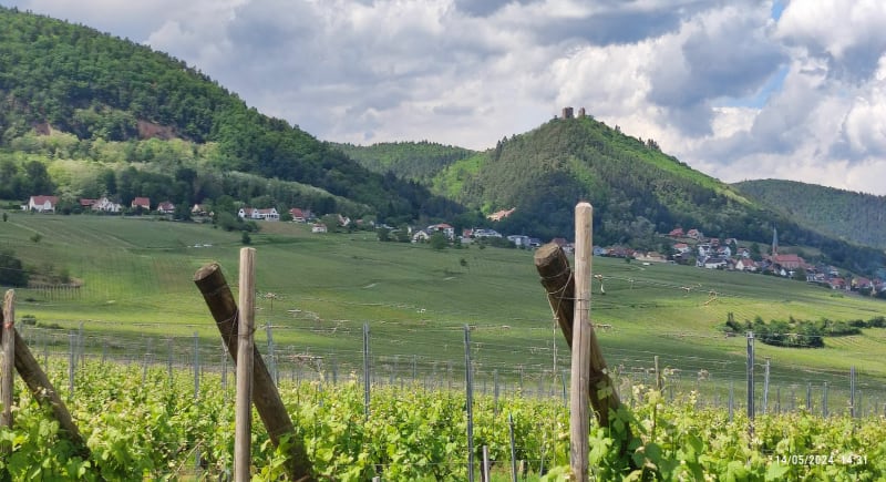 Les grands cru d'Obermorschwihr - Obermorschwihr