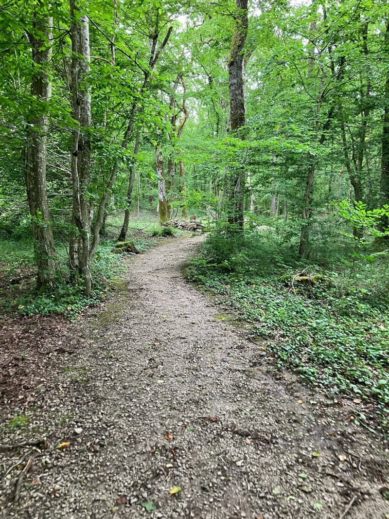 Forêt de Sarralbe : le chemin des Mardelles - Sarralbe
