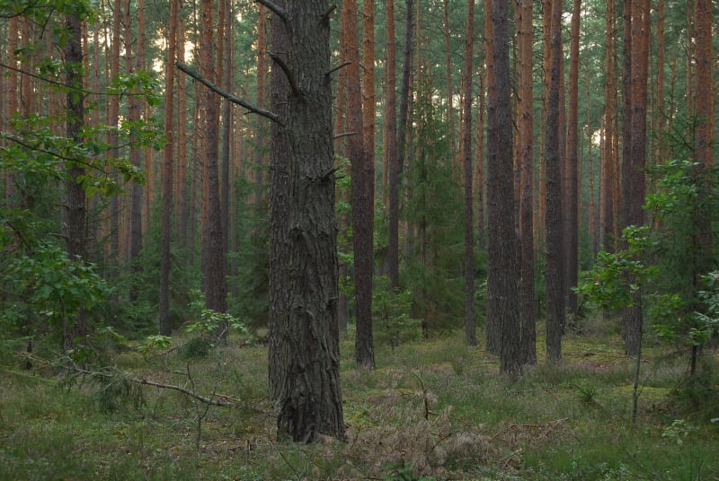 Park Krajobrazowy Lasy Janowskie – dla miłośników przyrody i historii - Szklarnia