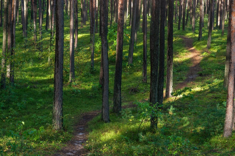 Las Bronaczowa – polany, jary, wąwozy i zimorodki - Głogoczów