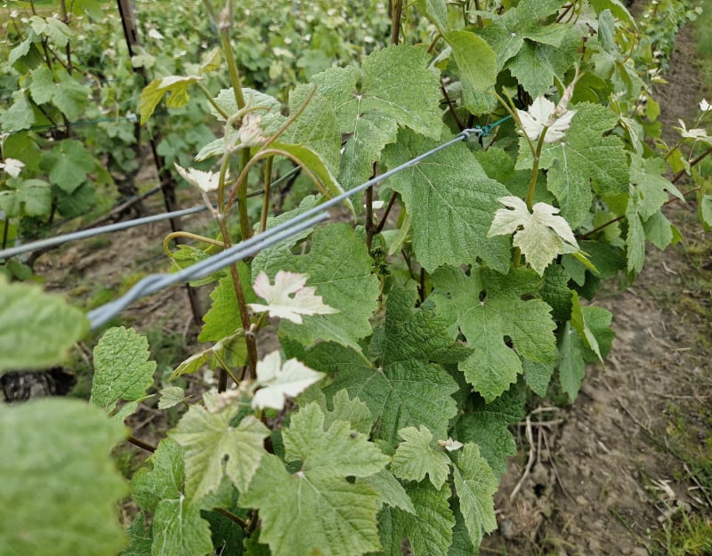 Balade au départ de Courcelles-Sapicourt - Courcelles-Sapicourt