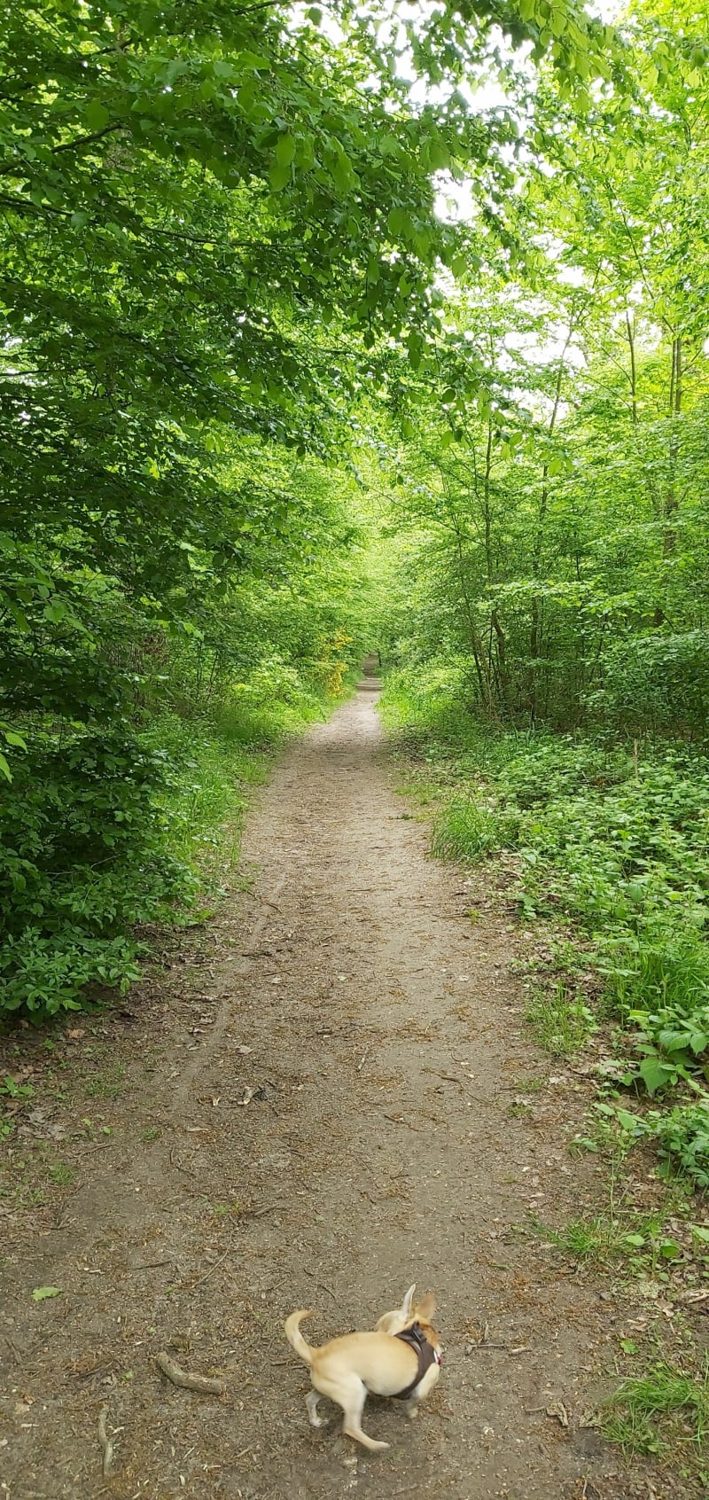 Balade autour de la base de loisir Bois-le-Roi - Bois-le-Roi