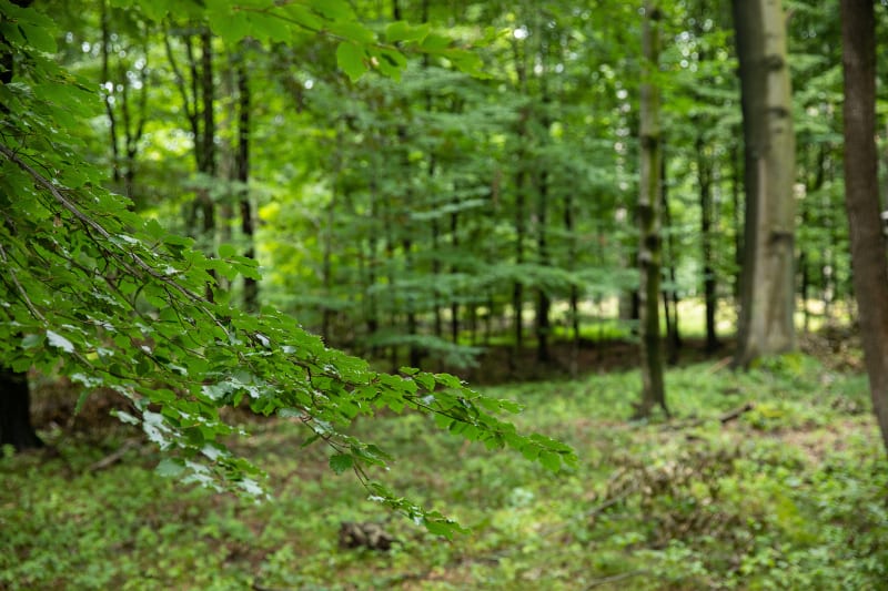 Park Sybiraków w Rzeszowie - miejsce pamięci w sercu Podkarpacia - Rzeszów