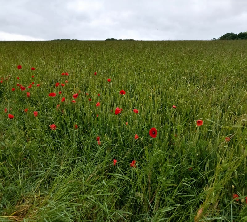 Randonnée à Anserville - Bornel