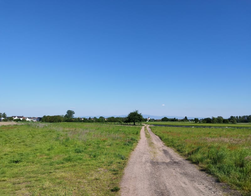 Entre Gries et Weitbruch, champs, forêt et animaux - Gries