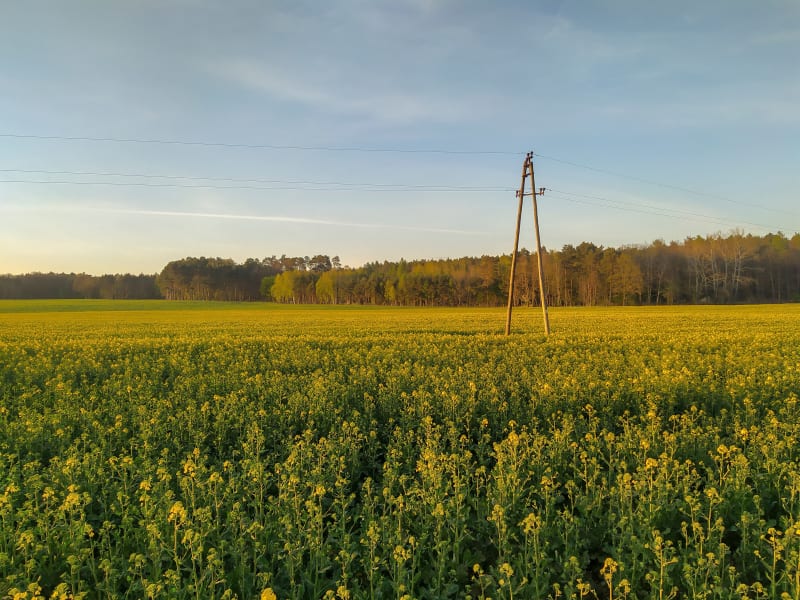 Jezioro Miejskie Puszcza Zielonka - krótka wędrówka, ale pełna piękna - Okoniec