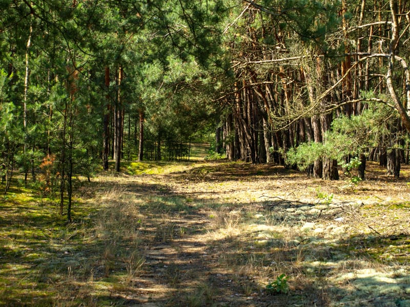 Wielkopolski Park Etnograficzny w Dziekanowicach - powrót do przeszłości - Dziekanowice