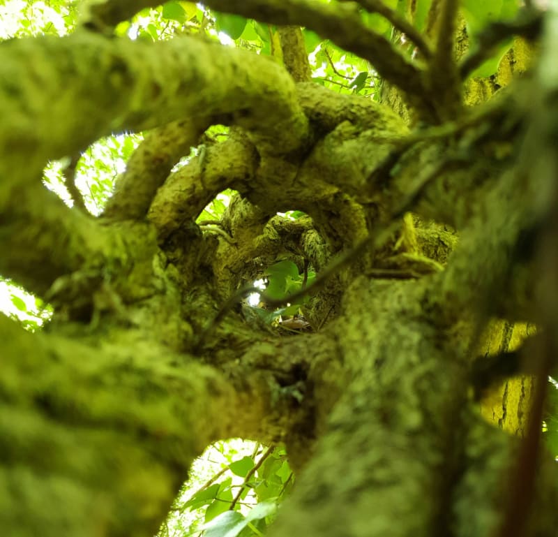 La forêt d'Hautil - Vaux-sur-Seine